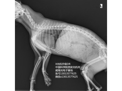 寵物用DR動物X光機(jī)便攜式130的13577625
